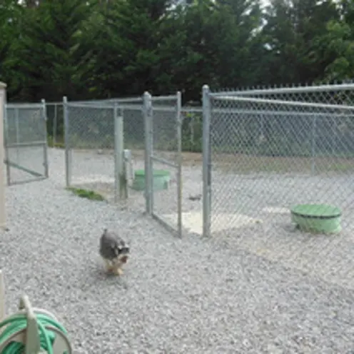 Outdoor Dog Cages and small dog at Animal Hospital of Signal Mountain